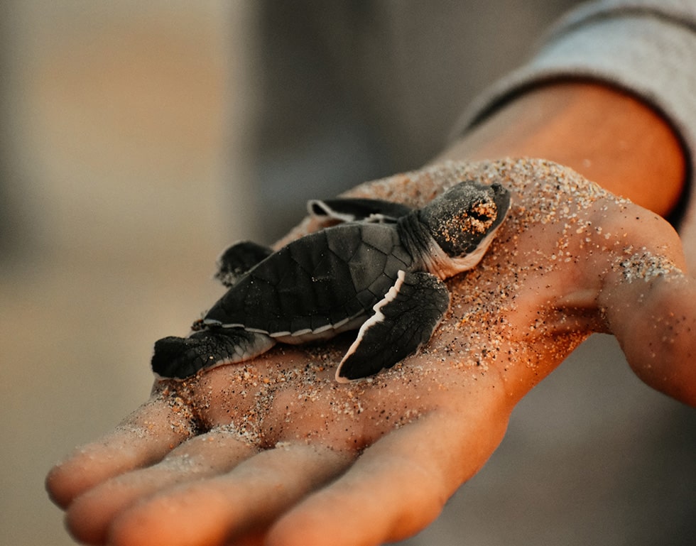 Turtle Hatching