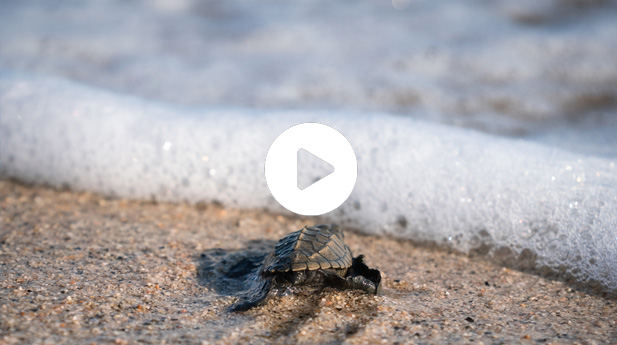 Turtle Video